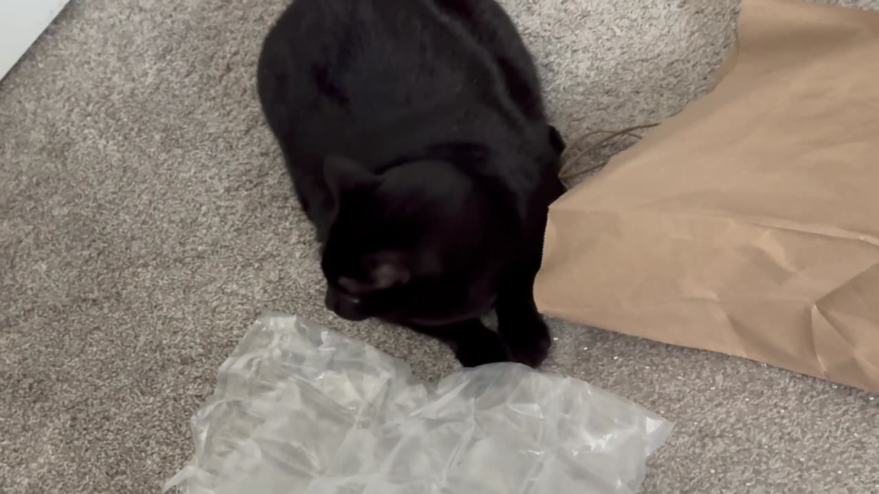 Cute Precious Piper is a Paper Sack Explorer - Adopting a Cat from a Shelter Vlog