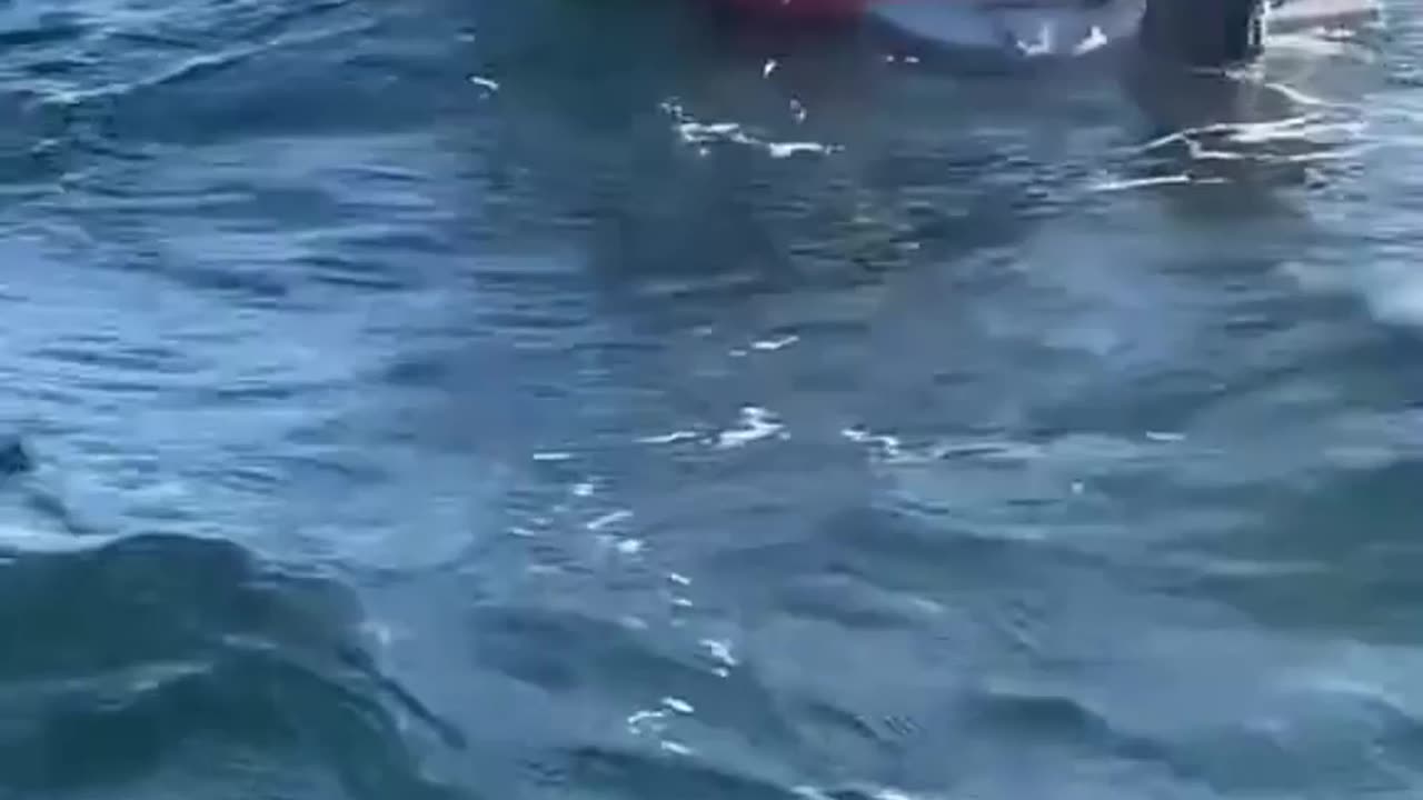 "One Tuna Fish Costs 3 million dollar"#bluefintuna