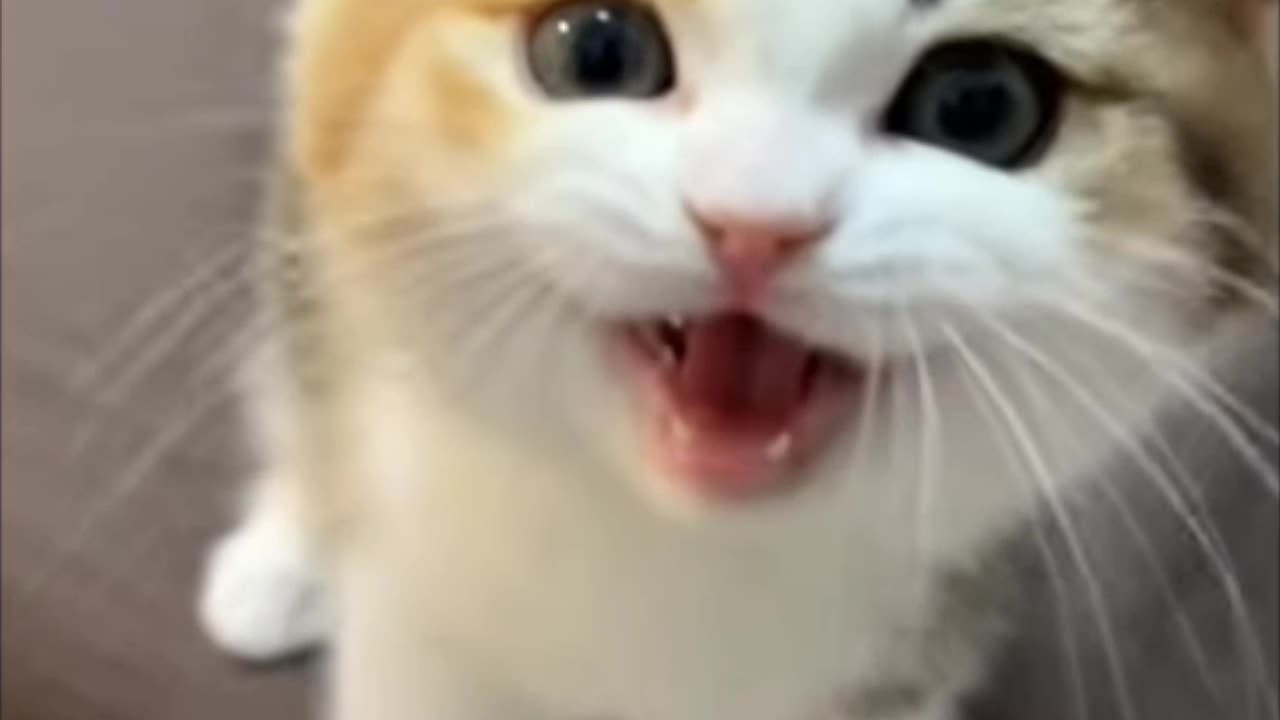 Very cyut cat funny moments video 🧐🙂😀👌