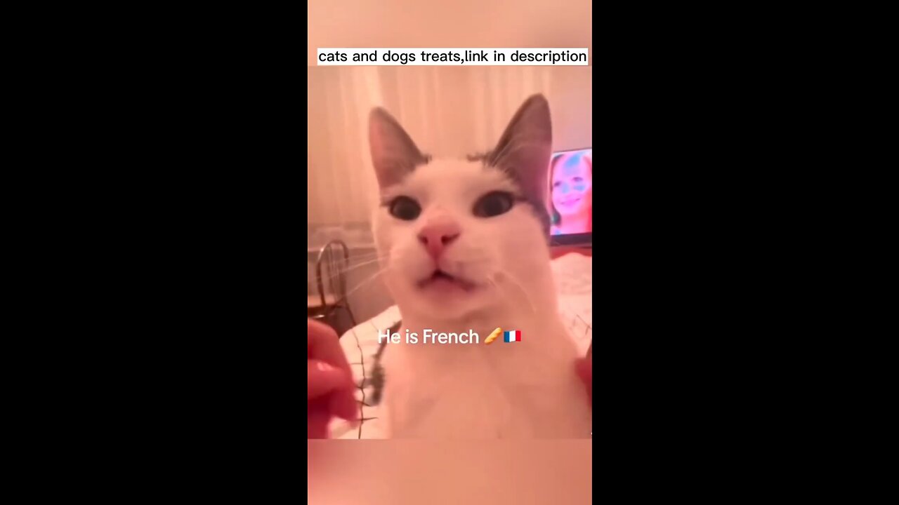 funny animal