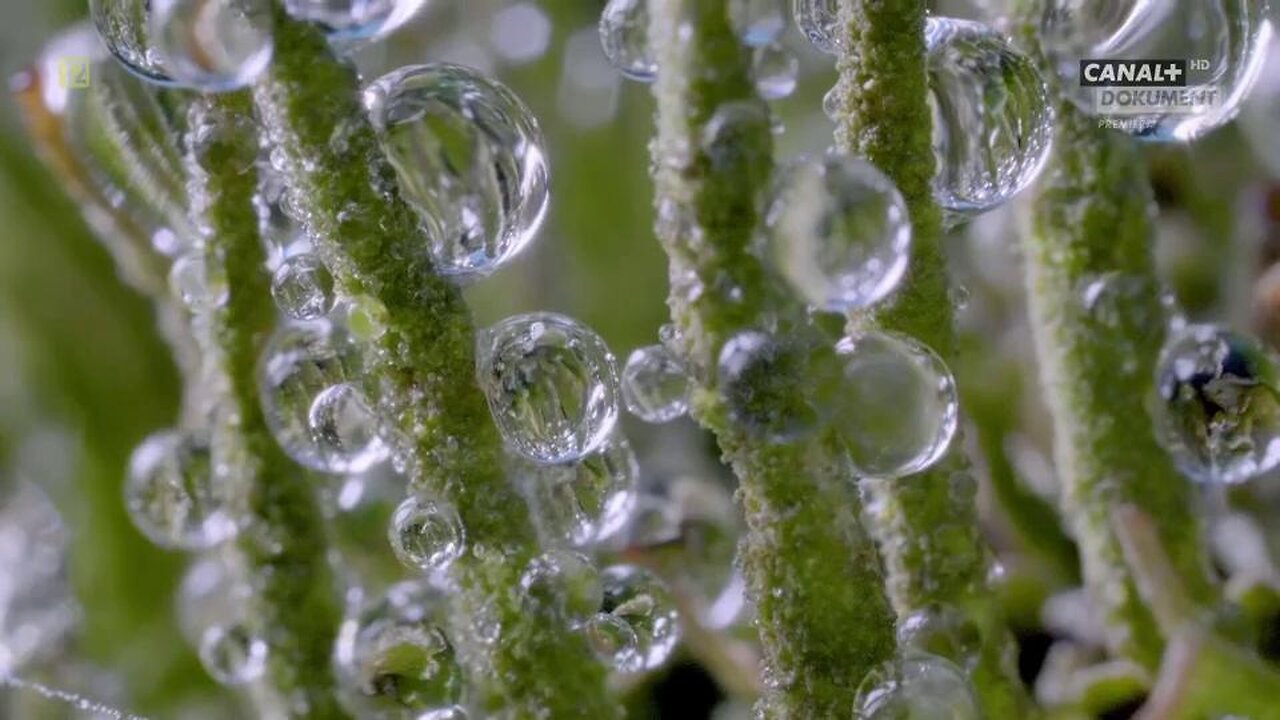 Genialne rośliny film dokumentalny LEKTOR PL