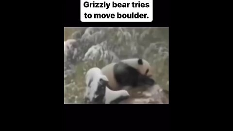 this bear