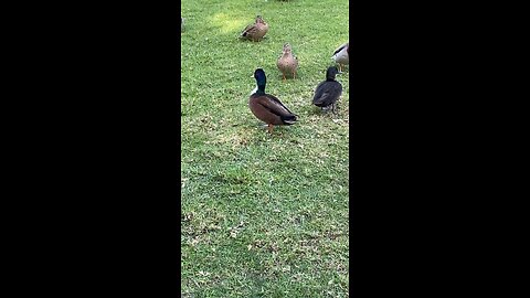 Mallard Ducks 🦆 #mallardducks #ducks #duck #followme #shorts #viral #trending