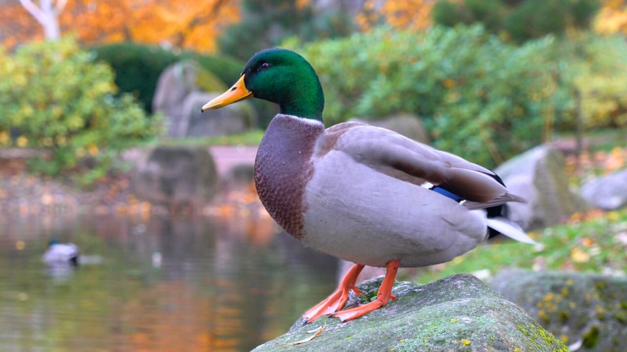 Mallard Duck Drake Standing On a Rock By the Pond