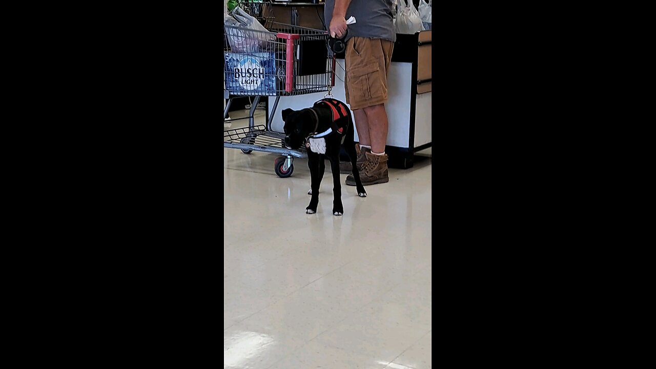 I found a boxer pupper over at Winn Dixie