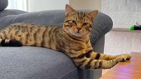 The story of the cat and the parrot, the cat and ping pong