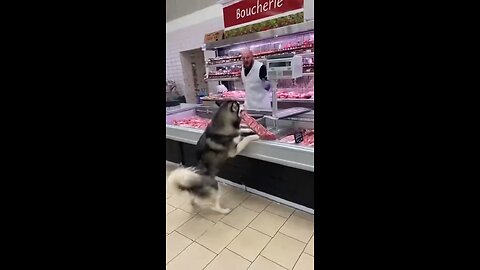 This Dog is crazy
