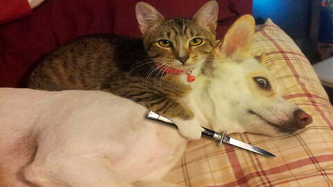 Cats vs Dogs in the Ultimate Battle of Hilarious Chaos