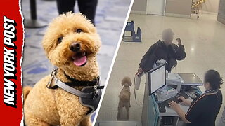 Traveler arrested for ditching 2-year-old pup to board plane at Harry Reid International Airport