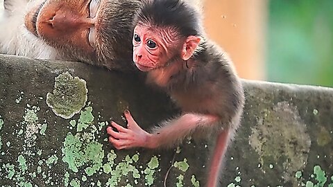 OMG! Baby Monkey newborn EMORY Finding Milk Nearly Fall Down