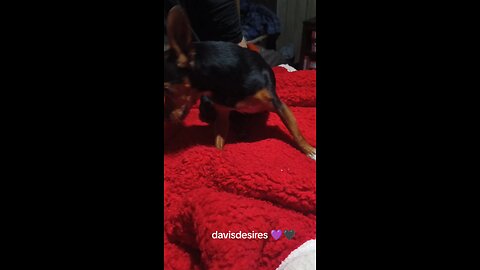 batwings mad he wants a bite of bacon