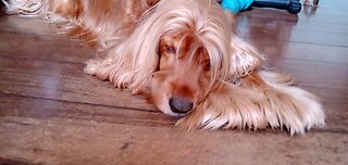 dogs dog Animals pet cute dog show dog love