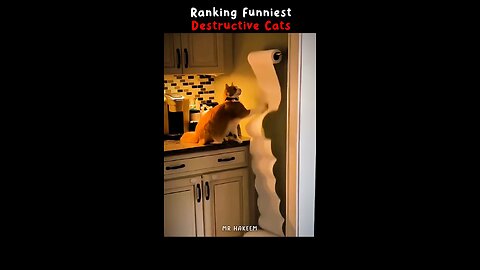 Funny Cats, Funny Kittens, Funny Animals