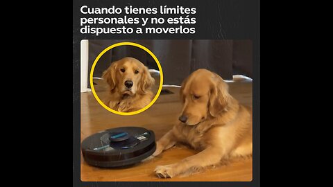 Perro: ¿No me ves o qué?