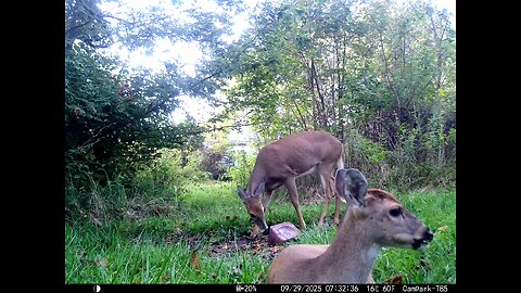 Deer Cam 09 29 2025 Yearling Bedded Bedding In Front Of Game Cam Trail Camera
