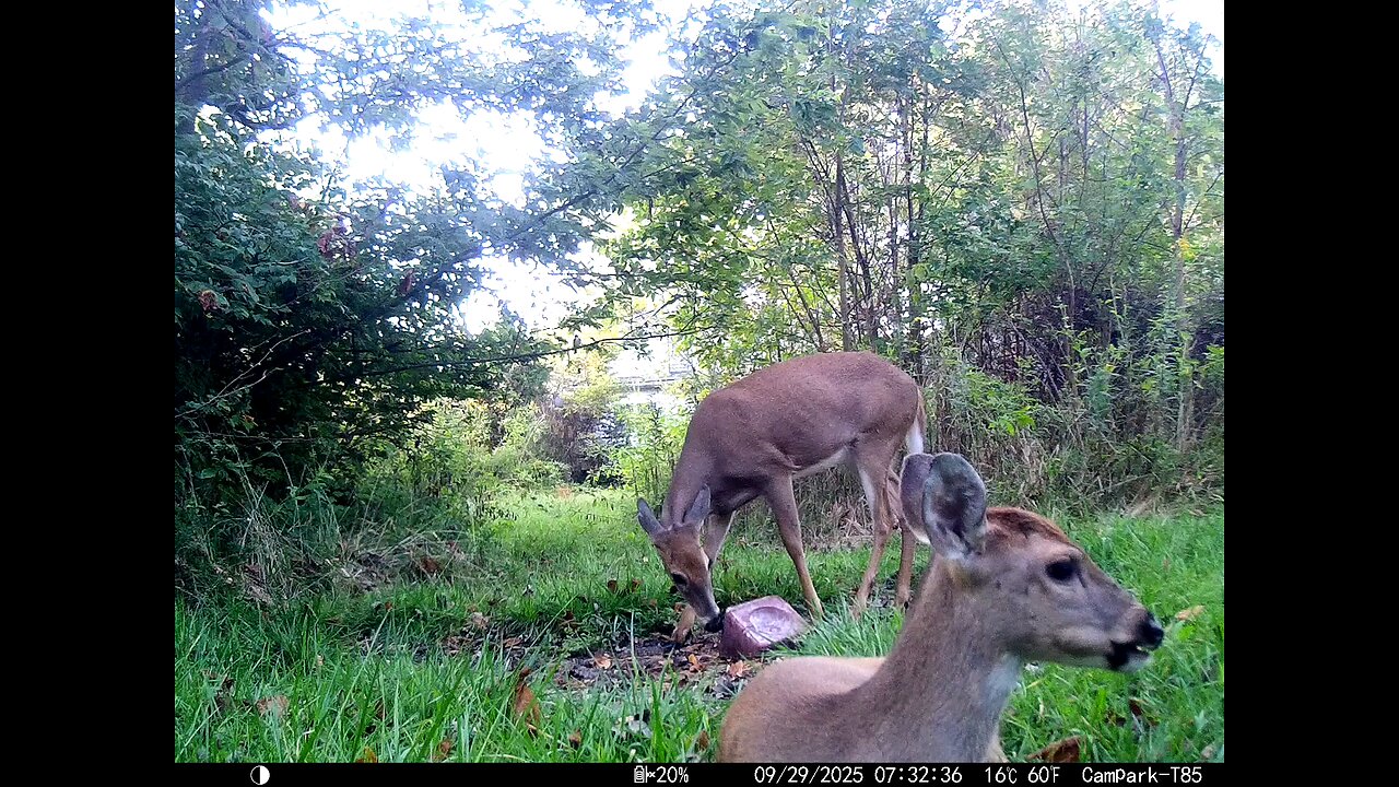 Deer Cam 09 29 2025 Yearling Bedded Bedding In Front Of Game Cam Trail Camera