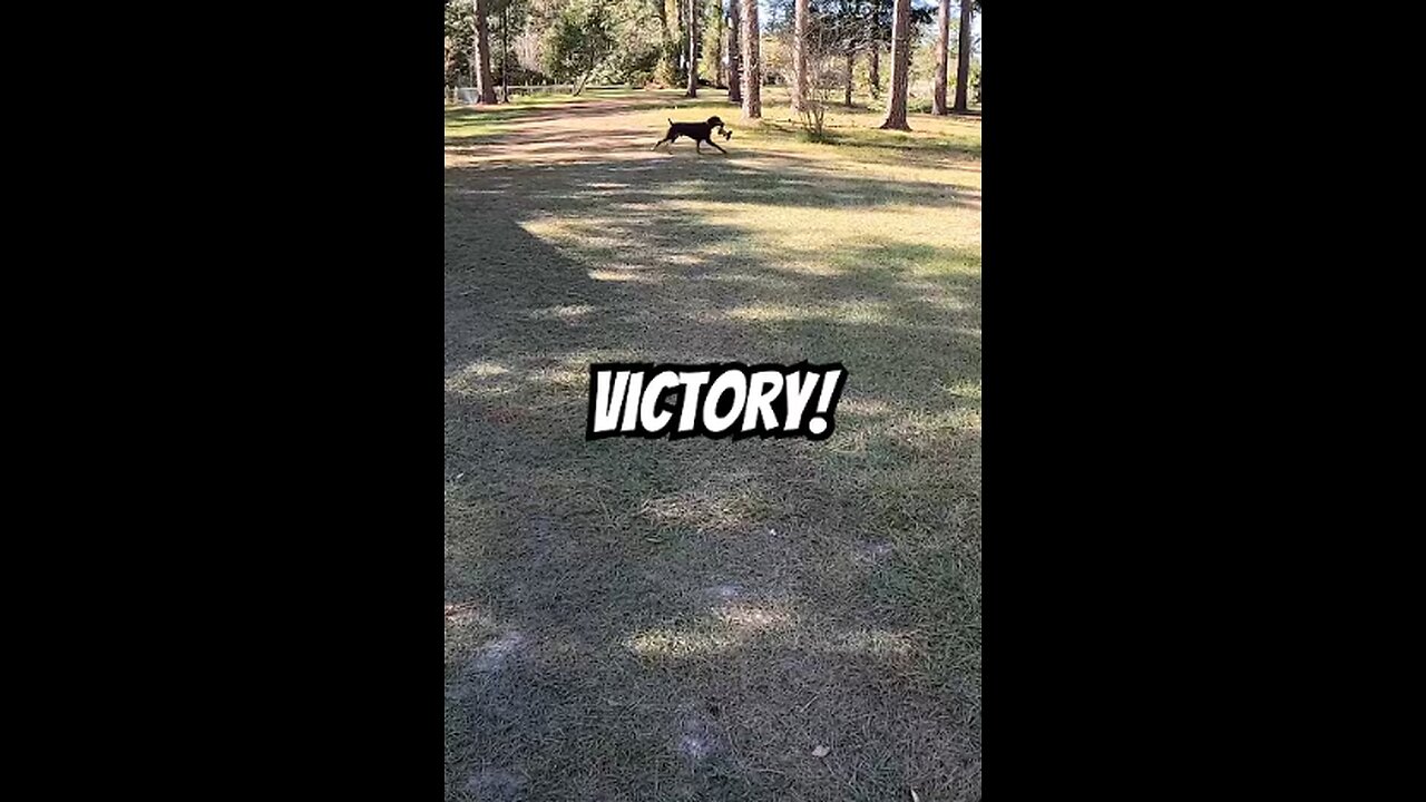 Doberman Trophy Run Part 3/5 🐾🏆 Vader Claims His RC Car Prize