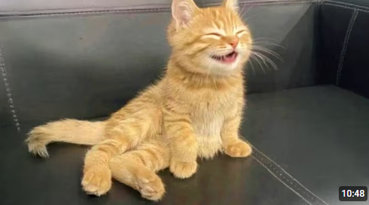 Cats Are The CUTEST in the World 🤣 Funny Cat Videos 2025