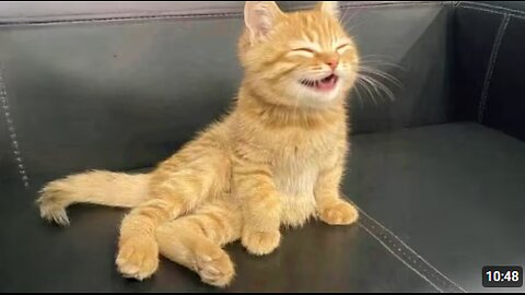 Cats Are The CUTEST in the World 🤣 Funny Cat Videos 2025
