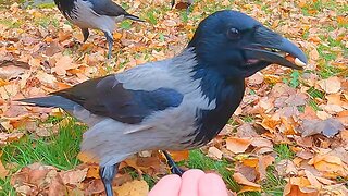 Hand Feeding Hooded Crows Peanuts