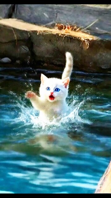 Cute Kitten In water 🥺 He trying to save himself 🐥😢 #Cute #Kittens #kitty #Cats #pets #lovekity
