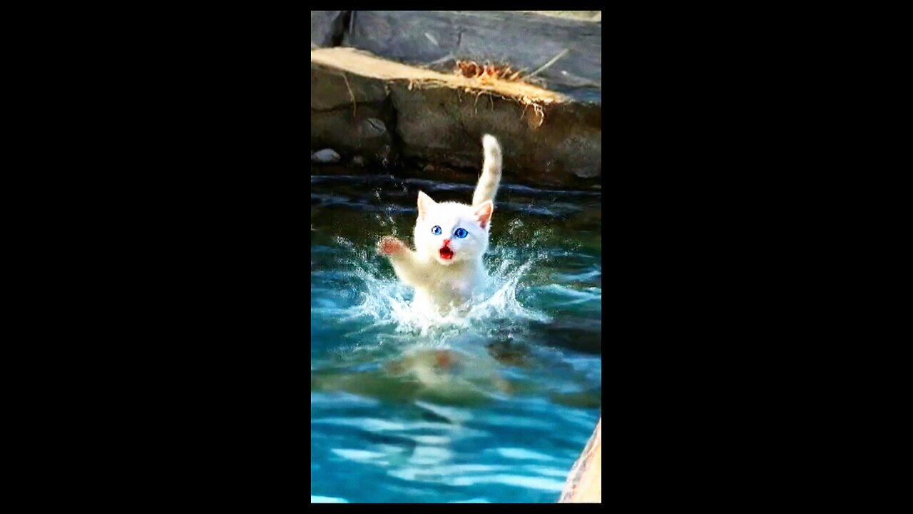 Cute Kitten In water 🥺 He trying to save himself 🐥😢 #Cute #Kittens #kitty #Cats #pets #lovekity