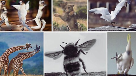 Epic Music + Wild Moves 🎻🔥 Top 10 Animals Dancing to Orchestral Drops – Best Viral Compilation