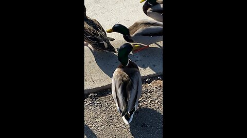 Mallard Ducks 🦆 #mallardducks #shorts #followme #trending #viral #ducks #duck