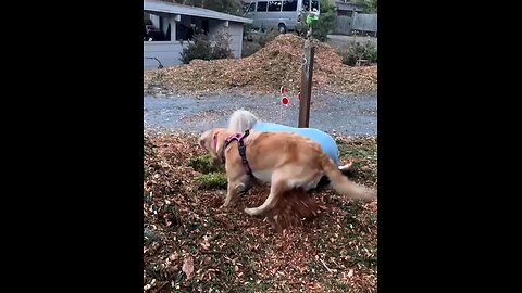 The dog sniffed and dug out a treasure worth crores.😯#dog