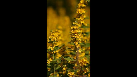 🔥 Surah Yusuf 12:83 سورة یوسف 💔 🌧️ #Patience #TrustAllah #Quran #islamicshorts #viral