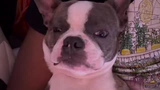 😂🐶 Watch Him Stretch Like a Pro! | FunFM