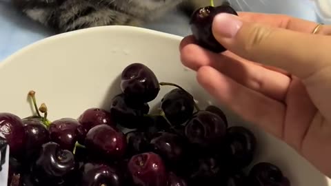 Cat helps to remove the stem of cherry fruits