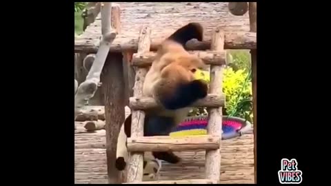 Cute panda's🐼