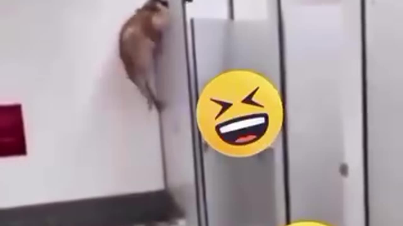 Top 🔝 Funny Video 📸