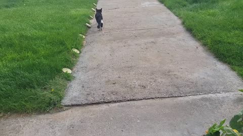 Cat born with Nascar Number
