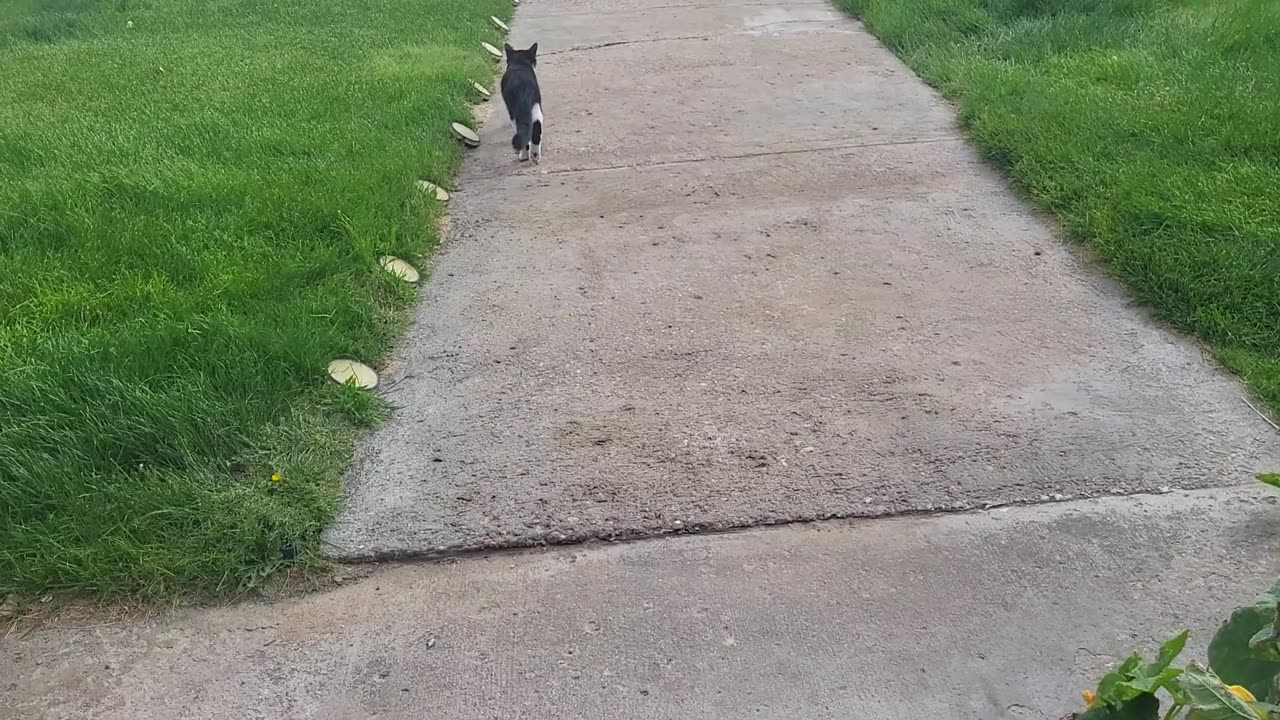Cat born with Nascar Number