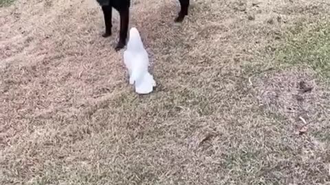 Parrot annoys dog 🤣