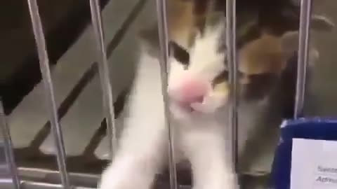Woman had no choice but to adopt this kitten, decision made for her.