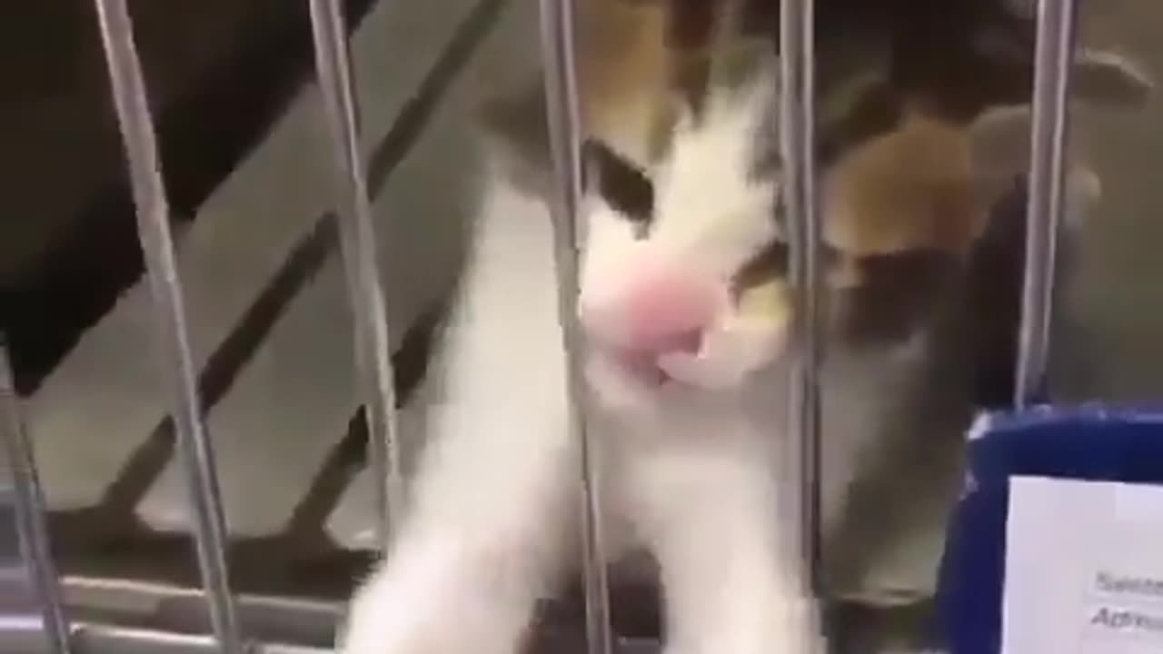 Woman had no choice but to adopt this kitten, decision made for her.