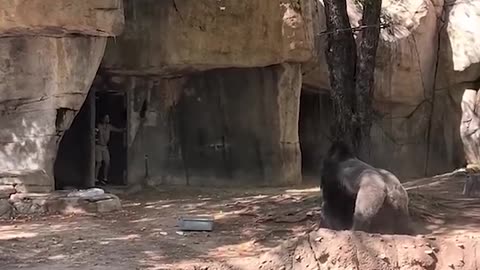 Zookeepers try to escape enclosure with male gorilla