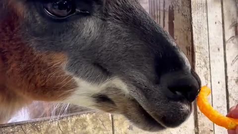 Llamas Say No to Cheetos