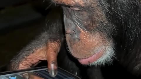 "📱 Smart Chimpanzee Enjoying Mobile! 🐵😃"