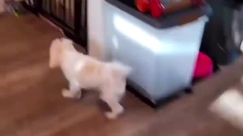 The way dogs go downstairs