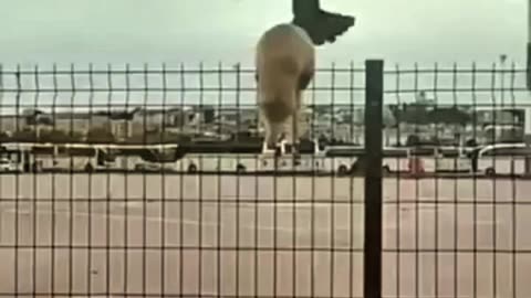 COMPILATION OF FUNNY ANIMAL VIDEOS😆😆😆😆