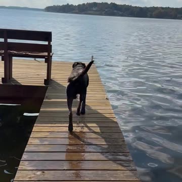 Chocolate Labrador love doing belly flops off of the pier!!🐕😂😂😂❤️