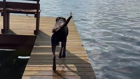 Chocolate Labrador love doing belly flops off of the pier!!🐕😂😂😂❤️