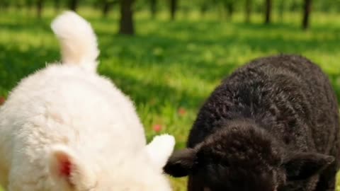 Sheep Eat Cherries… and Turn Into Cherries?!🍒