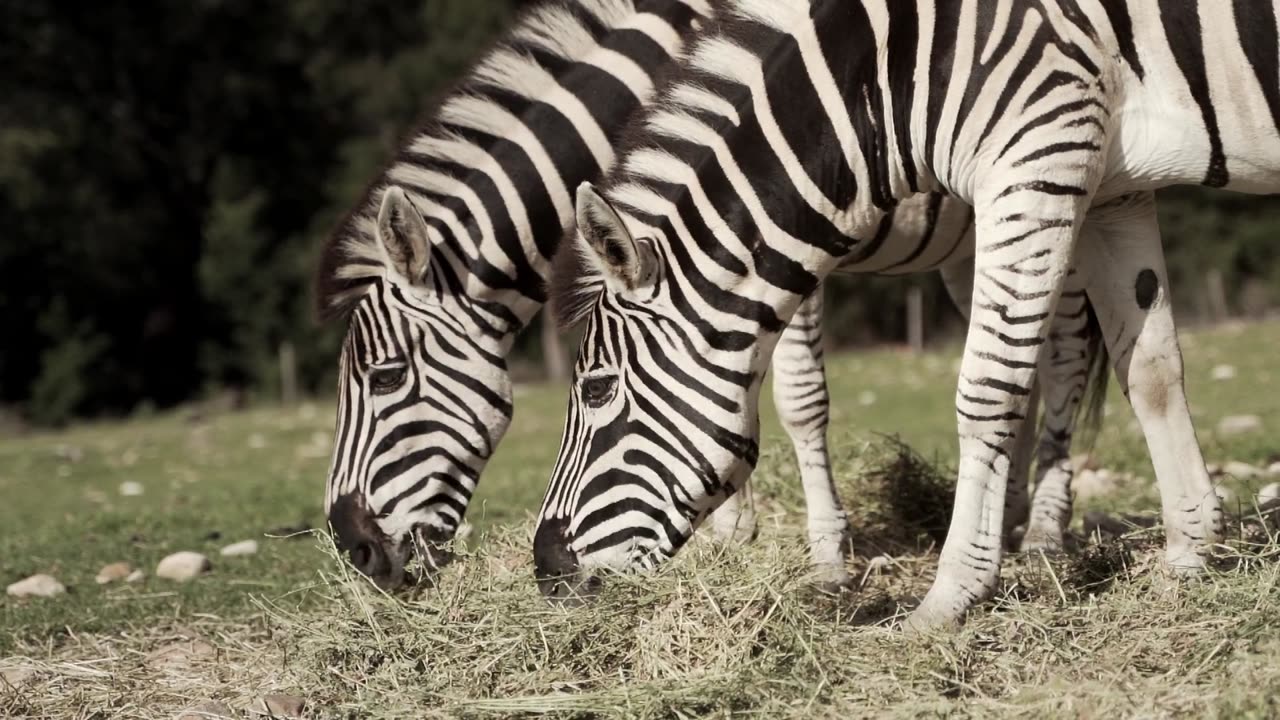 Zebra is one of the cutest animals