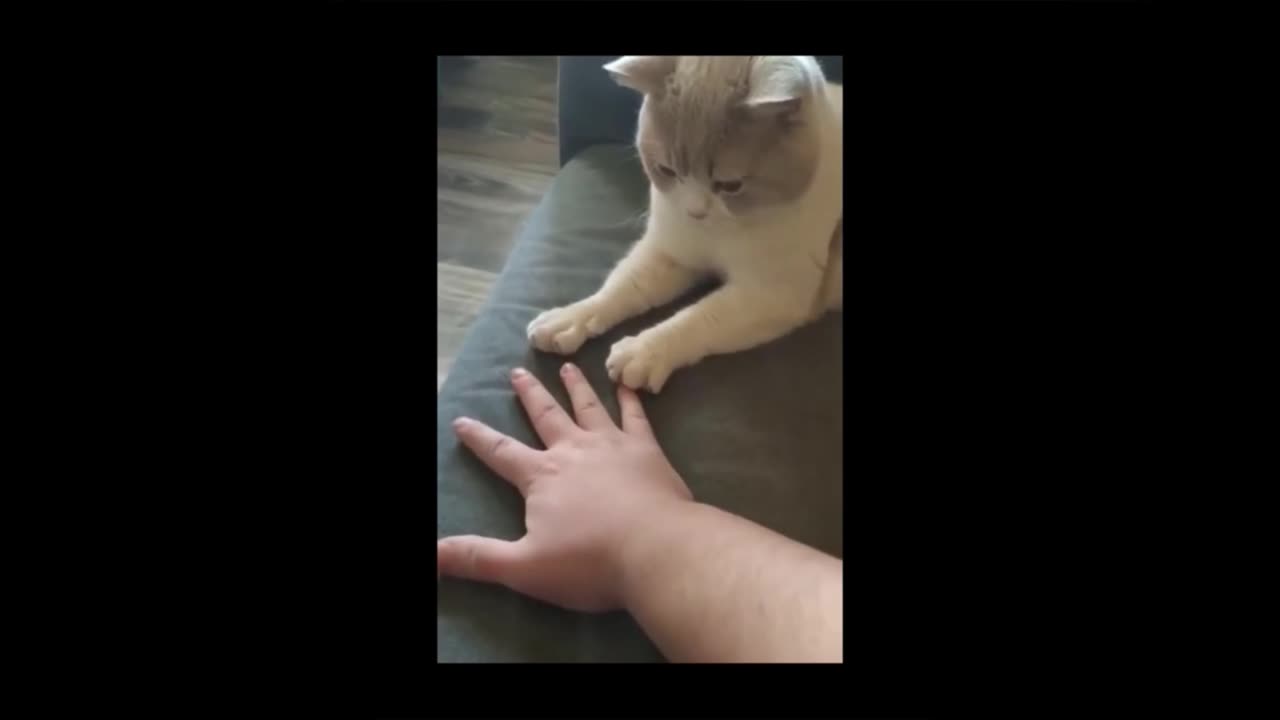 Funny clips of cat