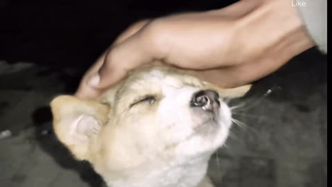 CUTE PUPPY 💖..... Feom India.